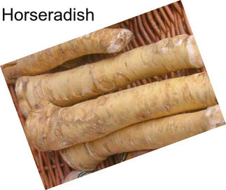 Horseradish