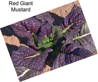 Red Giant Mustard