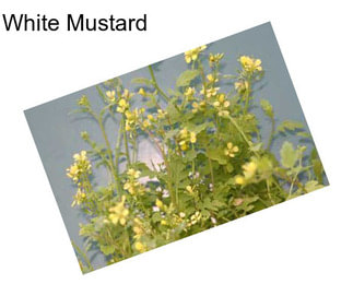 White Mustard