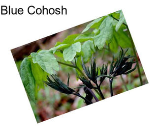 Blue Cohosh