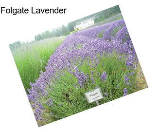 Folgate Lavender