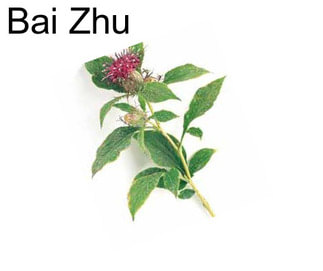 Bai Zhu