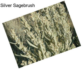 Silver Sagebrush