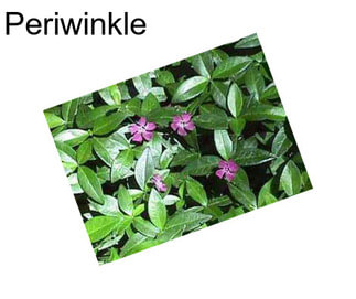 Periwinkle