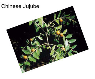 Chinese Jujube