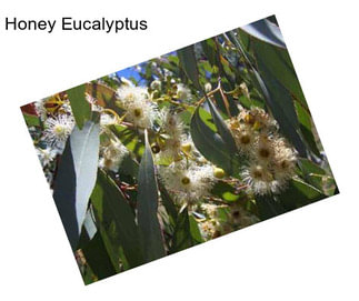 Honey Eucalyptus