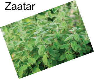 Zaatar