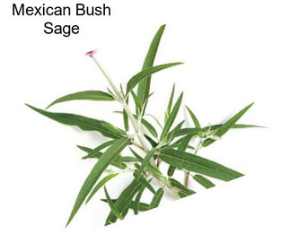 Mexican Bush Sage