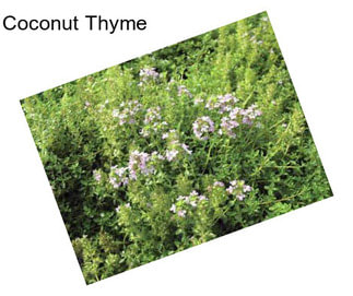 Coconut Thyme