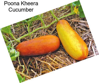 Poona Kheera Cucumber