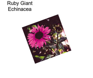 Ruby Giant Echinacea