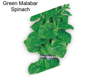 Green Malabar Spinach