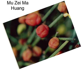 Mu Zei Ma Huang