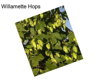 Willamette Hops