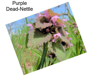 Purple Dead-Nettle