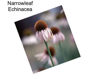 Narrowleaf Echinacea