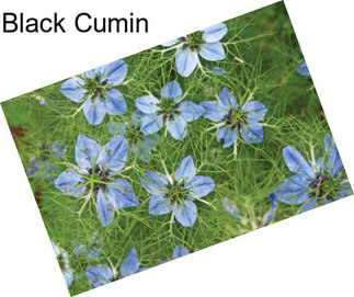 Black Cumin