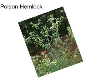 Poison Hemlock