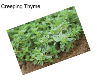 Creeping Thyme