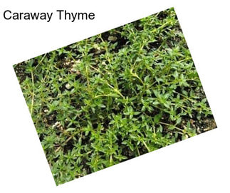 Caraway Thyme