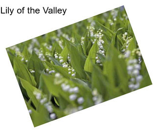 Lily of the Valley