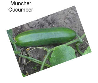 Muncher Cucumber