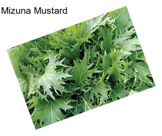 Mizuna Mustard