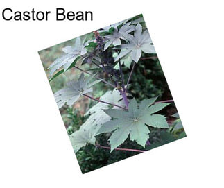 Castor Bean