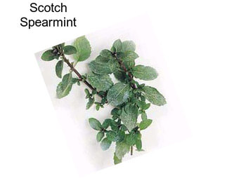 Scotch Spearmint