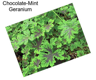 Chocolate-Mint Geranium