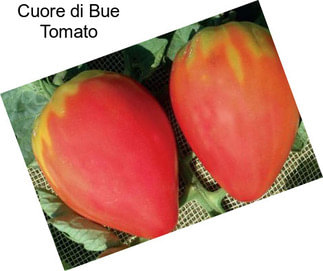 Cuore di Bue Tomato