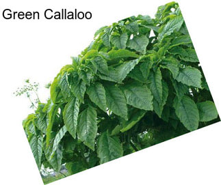 Green Callaloo