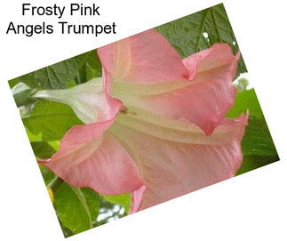Frosty Pink Angels Trumpet