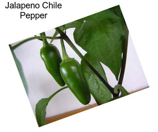 Jalapeno Chile Pepper