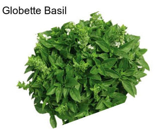 Globette Basil