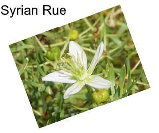 Syrian Rue