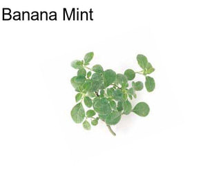 Banana Mint