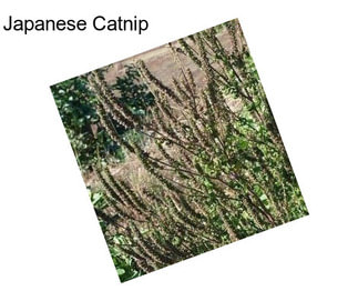 Japanese Catnip