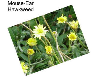 Mouse-Ear Hawkweed