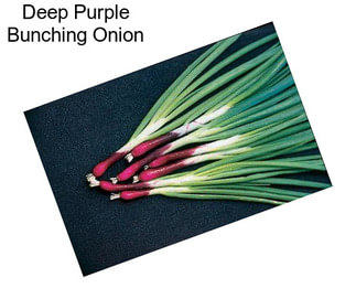 Deep Purple Bunching Onion