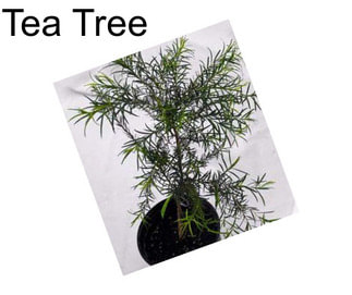 Tea Tree