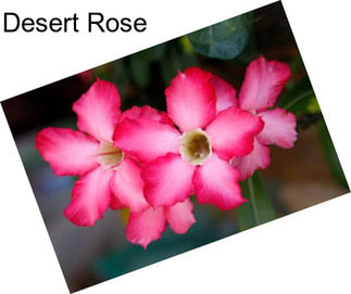 Desert Rose