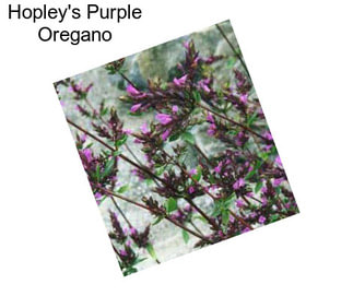 Hopley\'s Purple Oregano