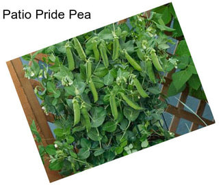 Patio Pride Pea