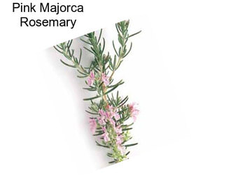 Pink Majorca Rosemary