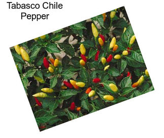 Tabasco Chile Pepper