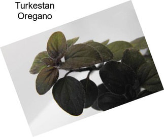 Turkestan Oregano