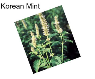 Korean Mint