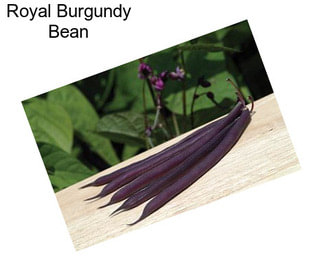 Royal Burgundy Bean