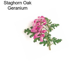 Staghorn Oak Geranium